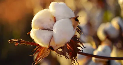 Agriculture & Primary Industry